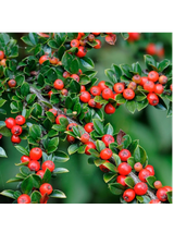 Irga pozioma - Cotoneaster Horizontalis
