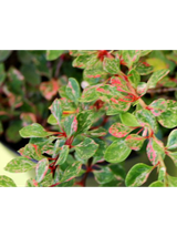Berberys Thunberga - Berberis thunbergii  'Starburst'(R)