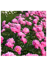 Piwonia chińska - Paeonia 'Dr. Alex Flamming'