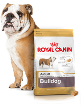 ROYAL CANIN Bulldog Adult 12kg karma sucha dla psów dorosłych rasy bulldog + niespodzianka dla psa GRATIS!