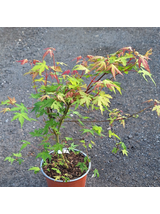 Klon palmowy - Acer palmatum 'Katsura'