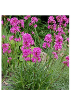 Firletka smółka - Lychnis viscaria 'Splendens'