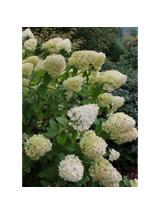 Hortensja bukietowa - Hydrangea paniculata 'Limelight'(R)