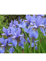 Kosaciec syberyjski- Iris sibirica 'Blau'