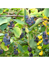 Świdośliwa olcholistna - Amelanchier alnifolia 'Smoky'