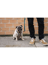 ZEE DOG Szelki dla psa Phantom Air Mesh XS