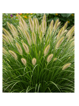 Rozplenica japońska - Pennisetum alopecuroides 'Hameln'
