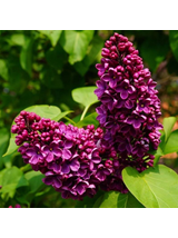 Lilak pospolity - Syringa vulgaris 'And an Ludwig Spath'
