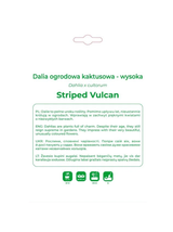 Dalia Striped Vulcan czerwono-żółta 1szt.