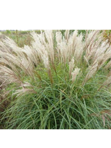 Miskant chiński- Miscanthus sinensis 'Herman Mussel'