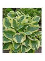 Funkia - Hosta 'Snow Cup'