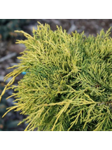 Jałowiec pośredni - Juniperus media 'King of Spring'