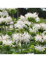 Pysznogłówka - Monarda hybrida 'Bee-Bright'