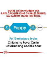ROYAL CANIN Cavalier King Charles Spaniel Puppy 1,5kg karma sucha dla szczeniąt do 10 miesiąca, rasy cavalier king charles spaniel