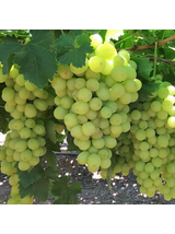 Winorośl owocowa - Vitis 'Solaris'