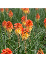 Trytoma - Kniphofia 'Poco Daybreak'
