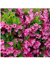 Krzewuszka cudowna - Weigela florida 'Rumba'