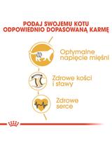 ROYAL CANIN British Shorthair 10kg karma sucha dla kotów dorosłych rasy brytyjski krótkowłosy + Piłka dla kota GRATIS!