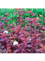 Pęcherznica kalinolistna - Physocarpus opulifolius 'Diable D'or'