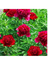 Piwonia chińska - Paeonia lactiflora 'Adolphe Rousseau'