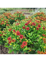 Dzielżan ogrodowy - Helenium x hybridum 'Bandera'