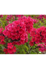 Floks wiechowaty - Phlox paniculata 'Starfire'