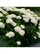 Hortensja krzewiasta - Hydrangea arborescens 'Annabelle'