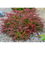 Berberys Thunberga - Berberis thunbergii  'Golden Ring'