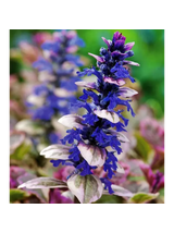 Dąbrówka rozłogowa - Ajuga reptans 'Burgund Glow'