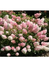 Hydrangea paniculata 'Vanille Fraise'