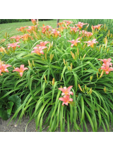 Liliowiec rdzawy - Hemerocallis fulva 'Europa'