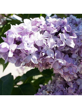 Lilak pospolity - Syringa vulgaris 'Nadezhda'