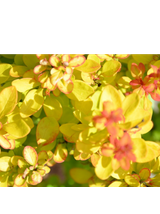 Berberys Thunberga - Berberis thunbergii 'Yellow Tower' (R)