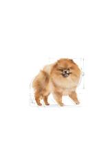 ROYAL CANIN Pomeranian Adult 3kg karma sucha dla psów dorosłych rasy Pomeranian