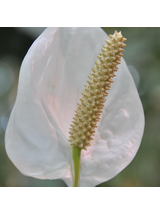 Anthurium białe d12