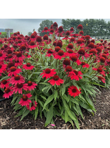 Jeżówka purpurowa - Echinacea purpurea SunMagic 'Vintage Ruby'
