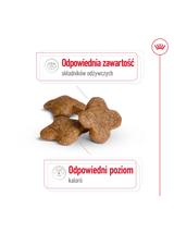 ROYAL CANIN Mini Adult +8  8kg karma sucha dla psów starszych od 8 do 12 roku życia, ras małych