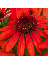 Jeżówka purpurowa - Echinacea purpurea 'Pearl Red'