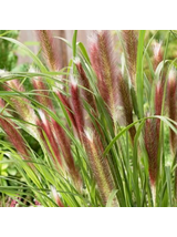 Rozplenica japońska - Pennisetum alopecuroides 'Red Head'