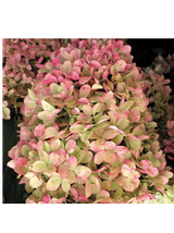 Hortensja bukietowa - Hydrangea paniculata 'Limelight'(R)