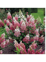 Hortensja bukietowa - Hydrangea paniculata 'Pinky Winky'(R)