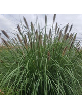 Rozplenica japońska - Pennisetum alopecuroides 'Paul's Giant'