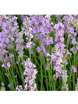 Lawenda wąskolistna - Lavandula angustifolia 'Rosea'