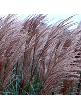 Miskant chiński- Miscanthus sinensis 'Dronning Ingrid'