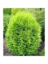 Tuja/żywotnik zachodni - Thuja occidentalis 'Globosa Aurea'