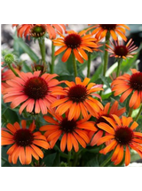 Jeżówka purpurowa - Echinacea purpurea 'Skipper Orange'
