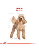 ROYAL CANIN Poodle Adult 1,5kg karma sucha dla psów dorosłych rasy pudel miniaturowy/ opakowanie uszkodzone (7157)!!!!
