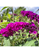 Budleja Dawida - Buddleja davidii 'Royal Red'