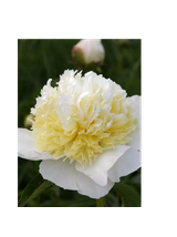 Piwonia chińska - Paeonia lactiflora 'Honey Gold'