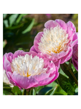 Piwonia chińska - Paeonia lactiflora 'Bowl of Beauty'